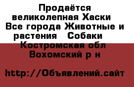 Продаётся великолепная Хаски - Все города Животные и растения » Собаки   . Костромская обл.,Вохомский р-н